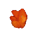 gif of a goldfish