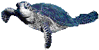 gif of a seaturtle