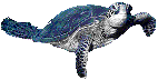 gif of a seaturtle